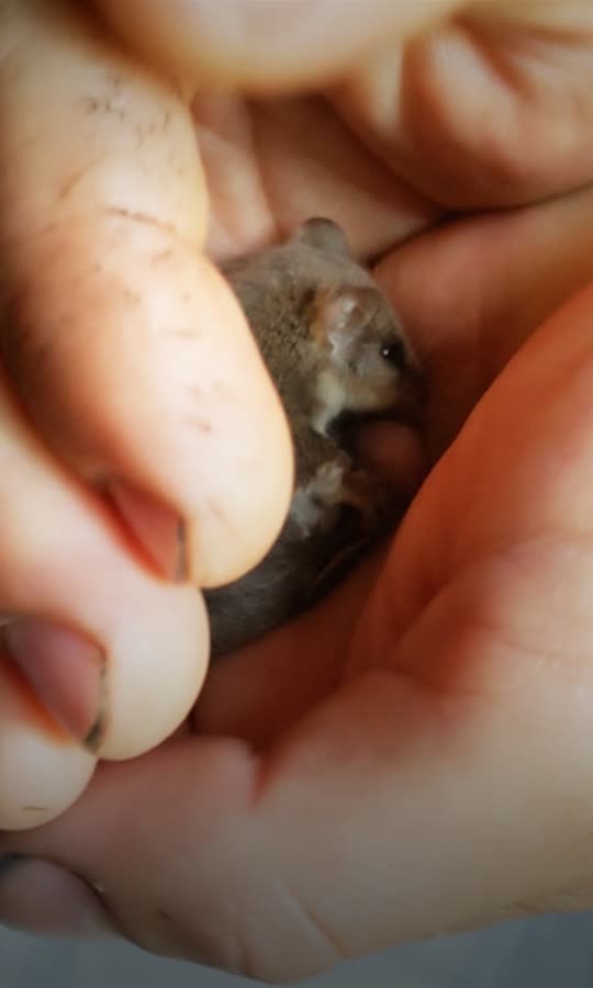 Tiny Animal Gives Birth In Guy's Hand