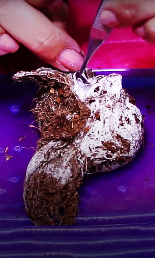 Hundreds Of Spiders Explode From This Egg Sac