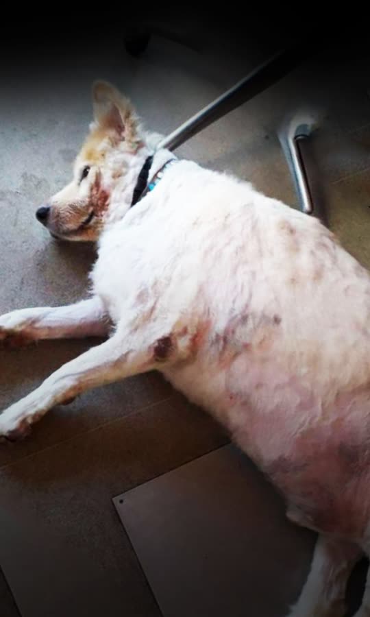 Obese Dog Loses 100 Pounds!