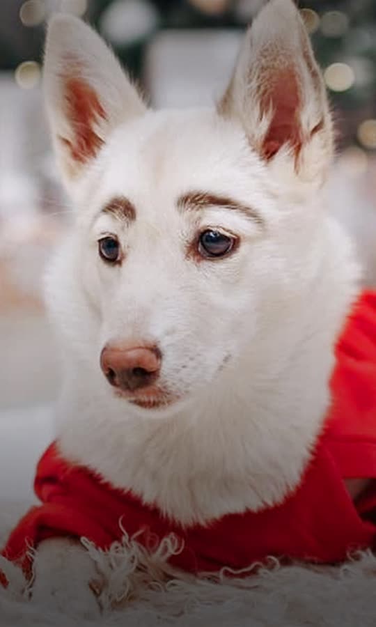 He Was Born With Human Eyebrows