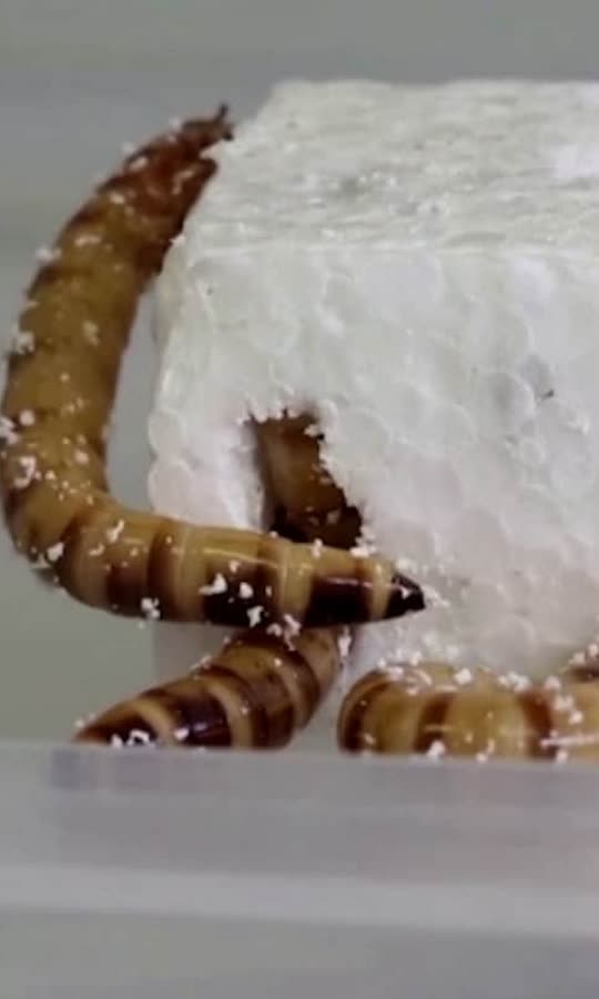 This Styrofoam-eating ‘superworm’...