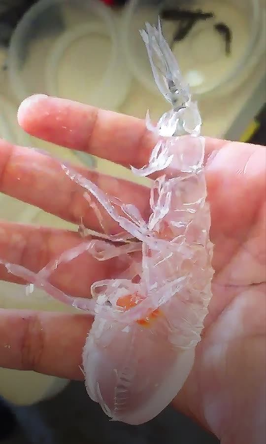 This Animal Is Completely See-Through