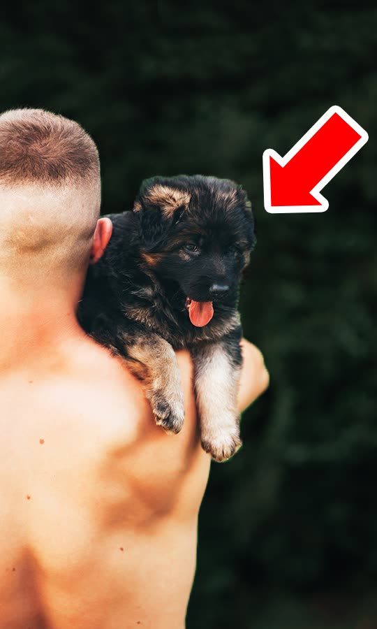 Never Approach  A Stranger With Cute Puppy, Here's Why...
