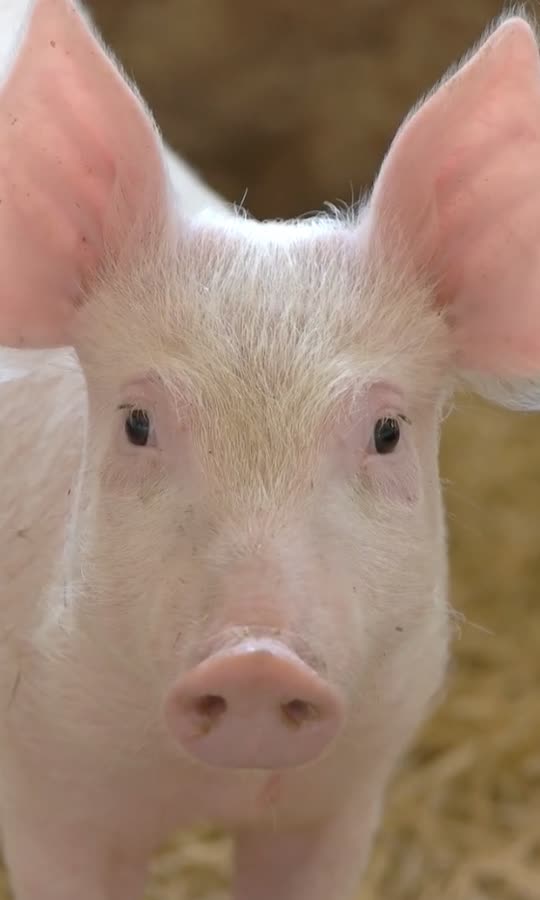 Man Receives First-Ever Pig Heart Transplant