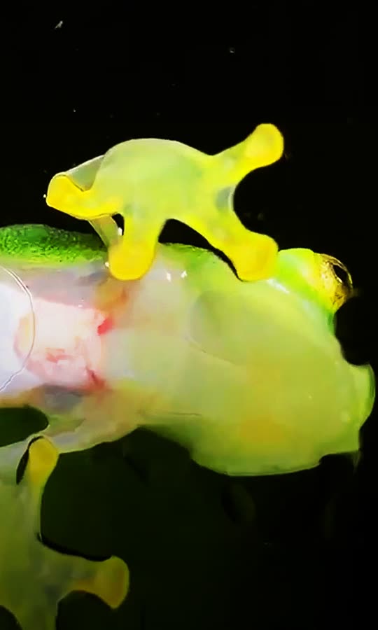 You Can Actually See This Frog's Heartbeat